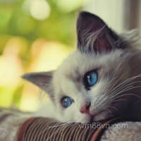 Ảnh đại diện Phạm Hồng Nhung